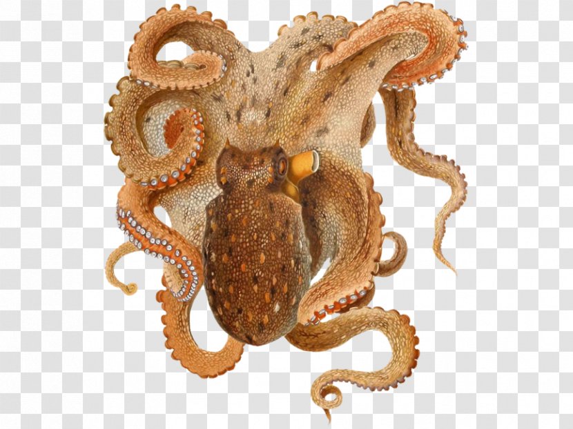 Common Octopus Cephalopod Fitchi Cyanea - Seafood - Calamari Poster Transparent PNG
