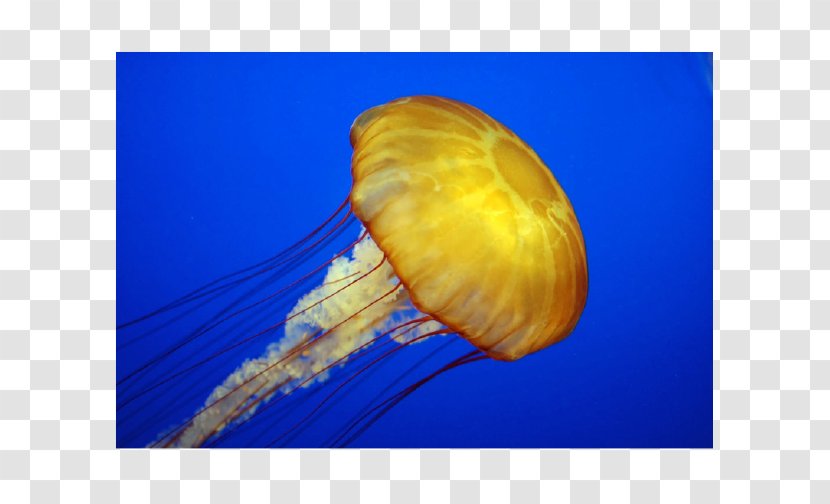 Jellyfish Scyphozoa World Ocean Gastrodermis - Deep Sea Creature - Seawater Fish Transparent PNG
