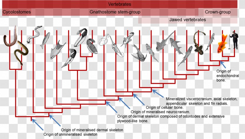 Gnathostomata Hagfish Phylogenetic Tree Phylogenetics Evolution - Technology - Amphibian Transparent PNG