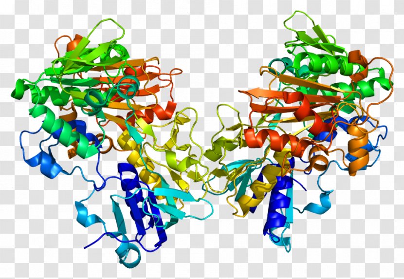 AIFM1 Apoptosis-inducing Factor Flavin Adenine Dinucleotide Protein - Cartoon - Apoptosisinducing Transparent PNG