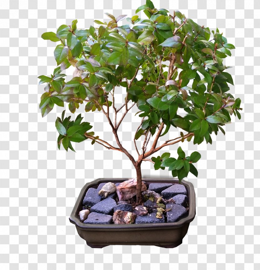 Weeping Fig Ficus Retusa Microcarpa Buxus Microphylla Bonsai Transparent PNG