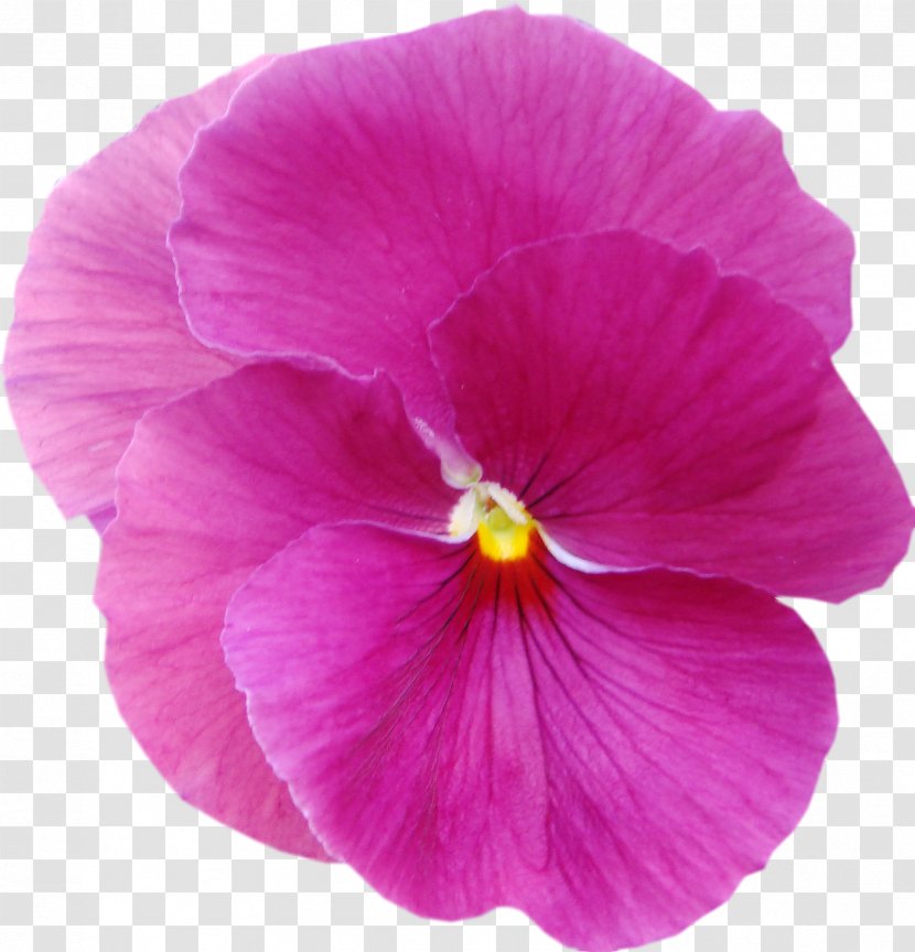 Violet Pansy Mallows Plant Lilac - Family Transparent PNG