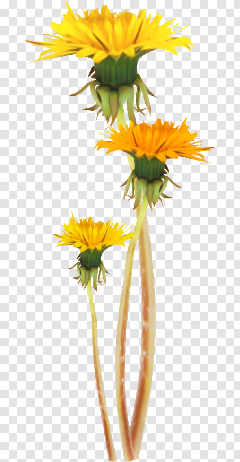 Common Sunflower Dandelion Plant Stem Clip Art - Yellow Transparent PNG