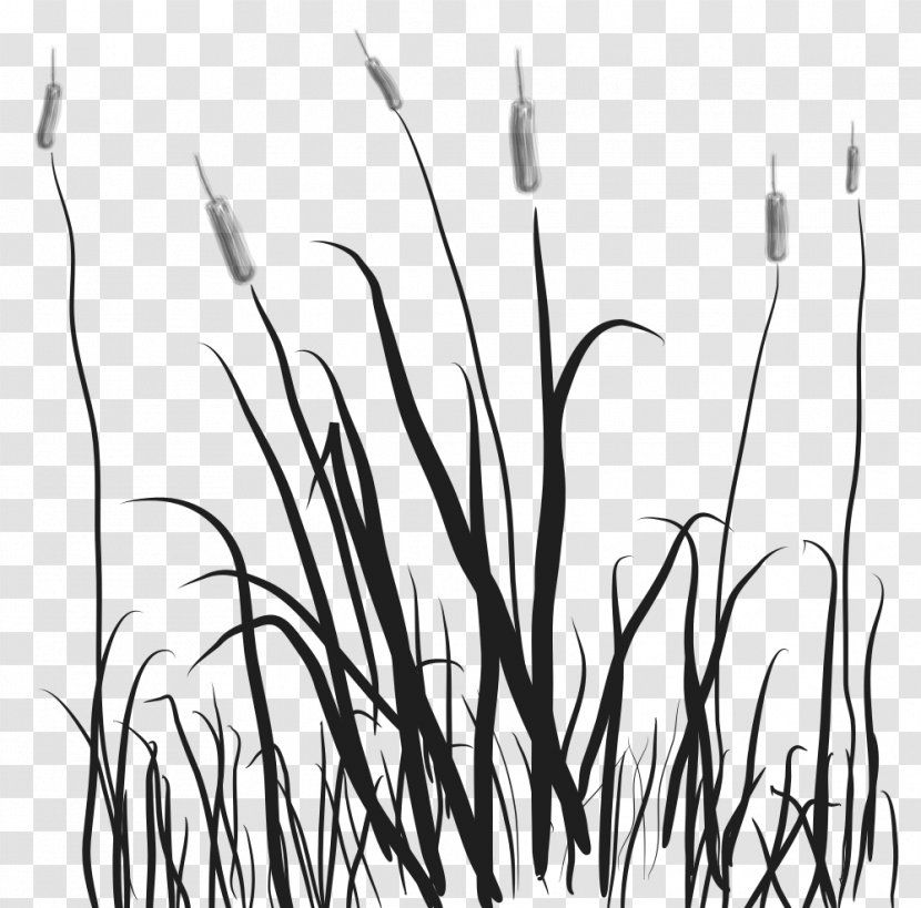 Marsh Cattail Clip Art - Stock Photography Transparent PNG