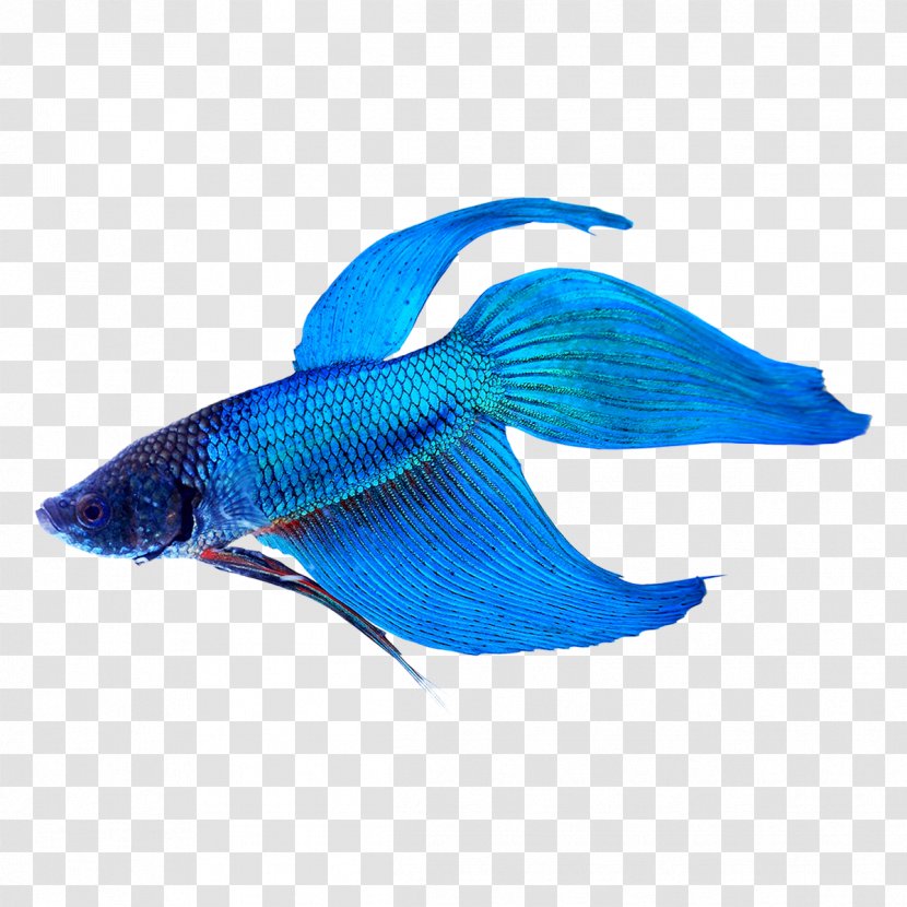 Siamese Fighting Fish Veiltail Tropical Aquarium - Cobalt Blue - Betta Transparent PNG