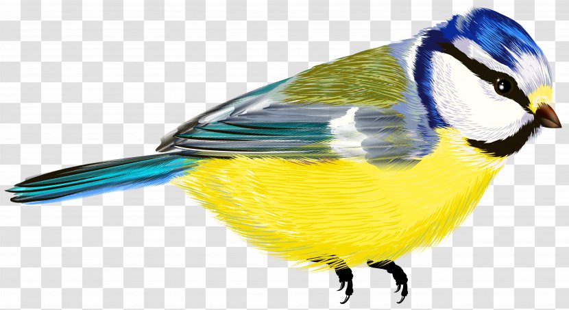 Bird Clip Art - Flock - Transparent Clipart Transparent PNG