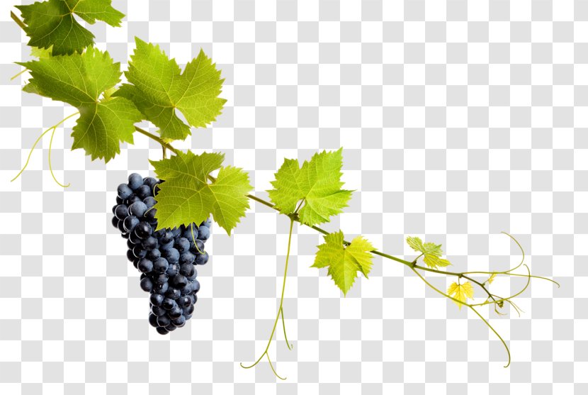 Common Grape Vine Leaves Wine Transparent PNG