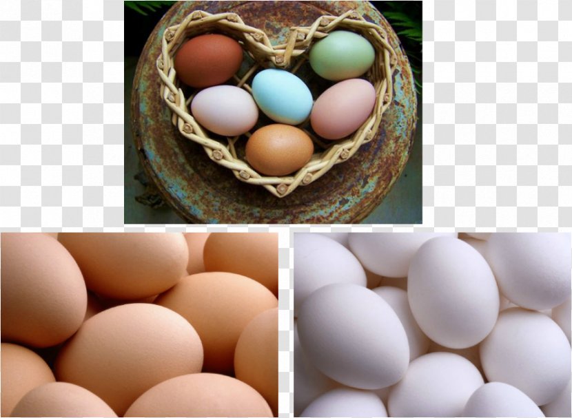Araucana Marans Egg Chicken Coop Hen - Lays Transparent PNG