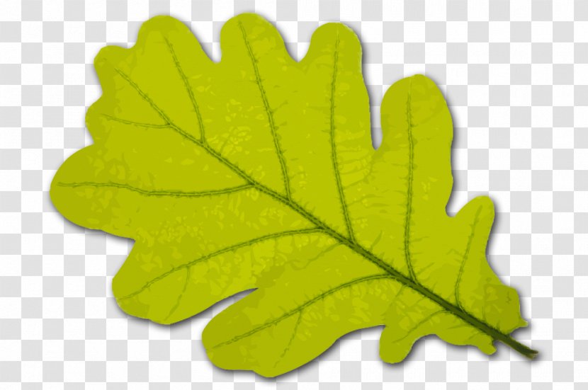 Black Oak Leaf Tree White Stock Photography Transparent PNG