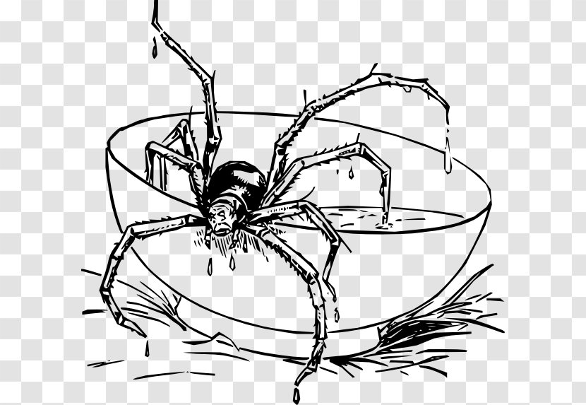 Widow Spiders Eight Legs Insect Arthropod - Orbweaver Spider - Invertebrate Transparent PNG