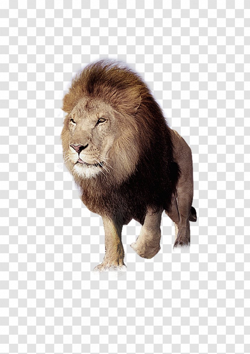 East African Lion Tiger Download - Mane - Angry Transparent PNG