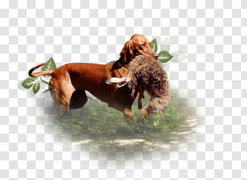 Dog Breed Puppy Transparent PNG