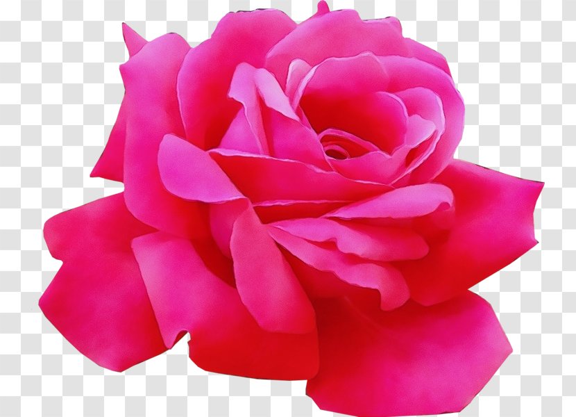 Pink Flower Cartoon - Perennial Plant - Camellia Transparent PNG