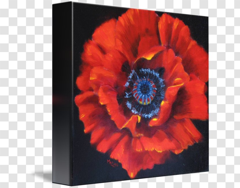 Remembrance Poppy Art Transvaal Daisy Raum - Seed Plant - Opium Transparent PNG