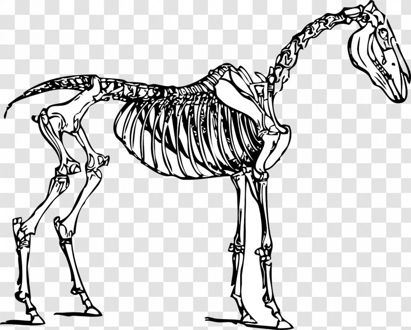 Horse Skeleton Drawing Clip Art - Zebra Transparent PNG