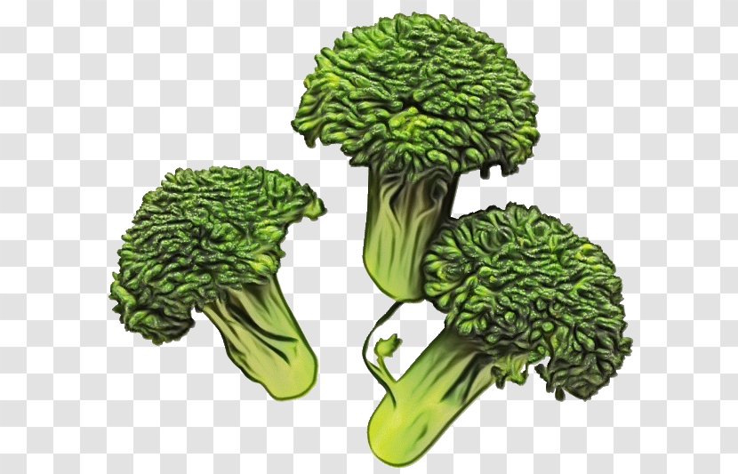 Broccoli Leaf Vegetable Cruciferous Vegetables Plant - Flower - Cabbage Tree Transparent PNG