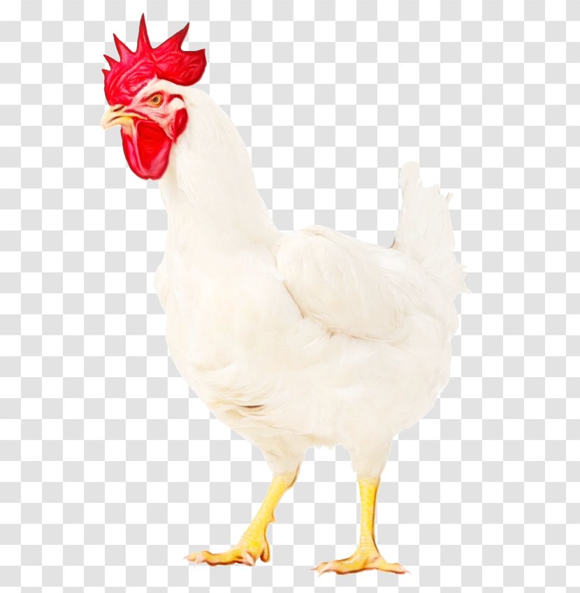 Chicken Bird Rooster White Comb - Poultry - Fowl Livestock Transparent PNG