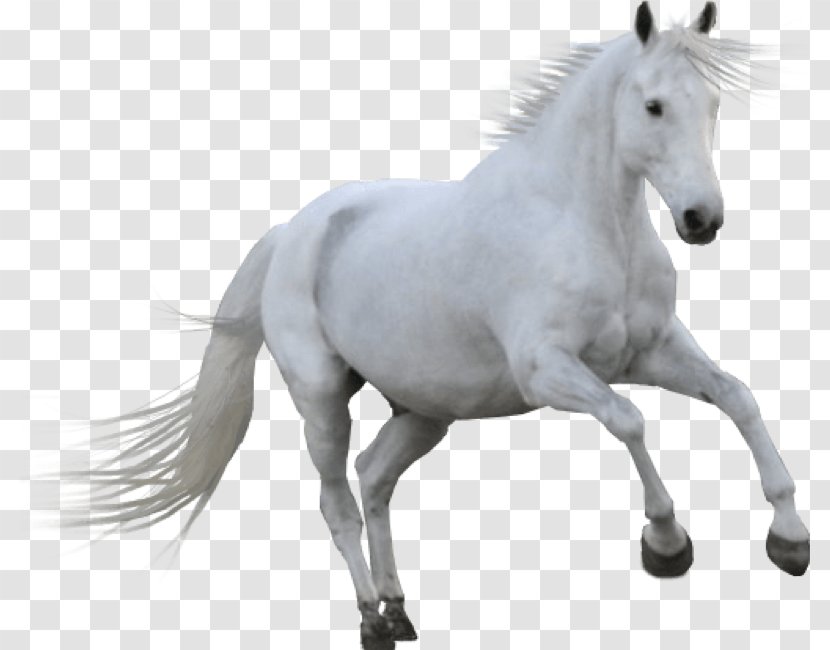 Horse Cartoon - Stallion - Blackandwhite Sorrel Transparent PNG