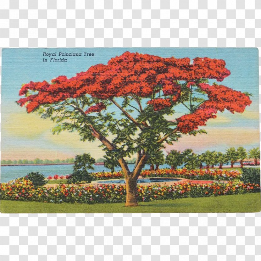 Tree Royal Poinciana Post Cards Mount Conner Miami - Plant Transparent PNG