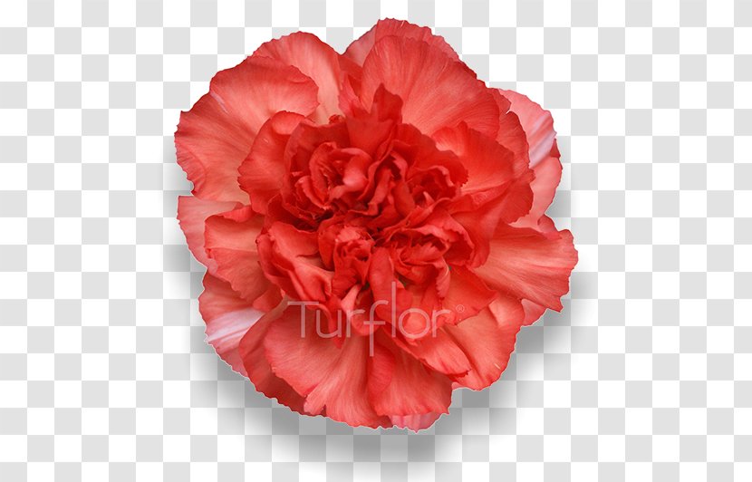 Carnation Peach Cut Flowers Pink - Flowering Plant - Burgundy Transparent PNG