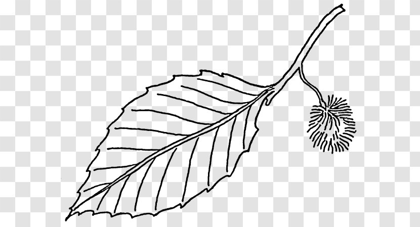 Beech Leaf Tree Clip Art - Plant Stem Transparent PNG