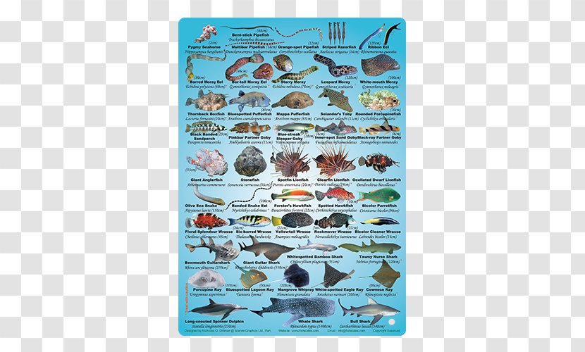 Poster Fauna Organism Fish Slate Magazine Transparent PNG