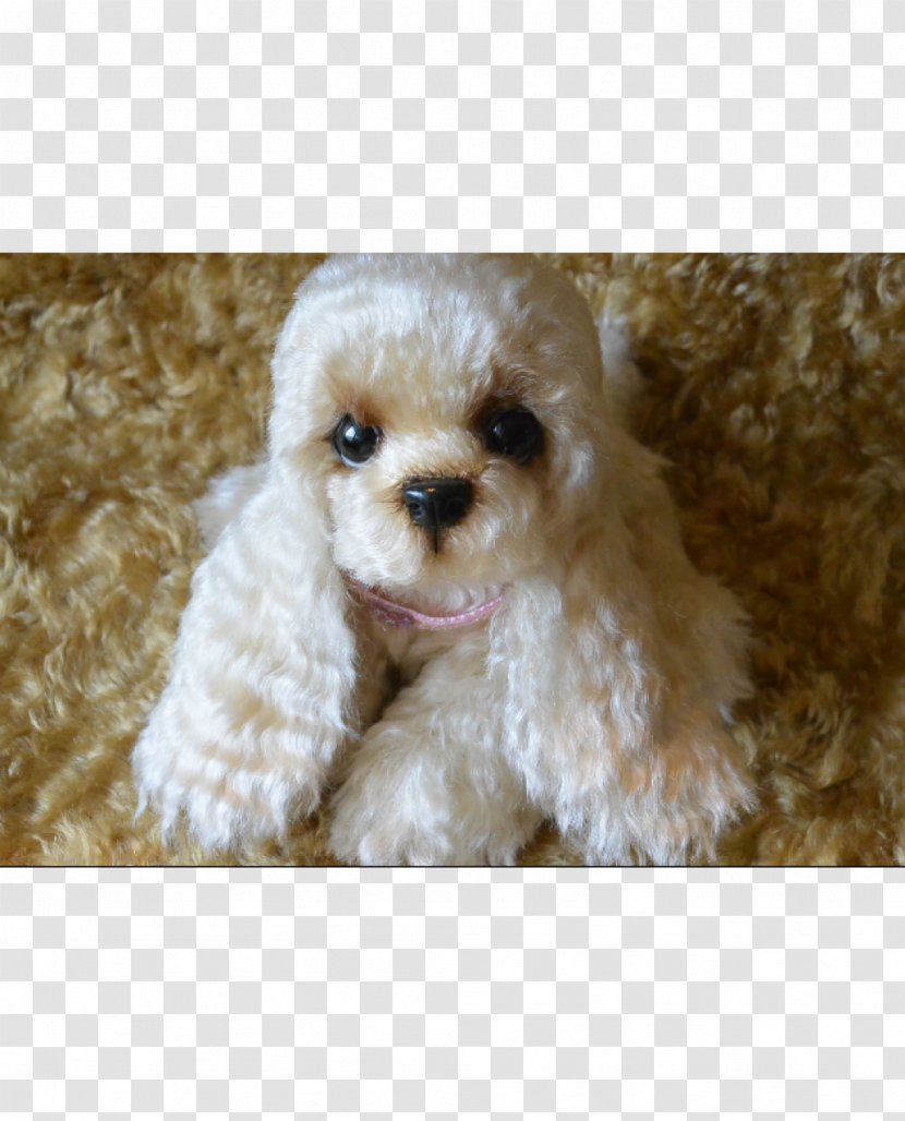 Miniature Poodle Toy Cockapoo Maltese Dog Schnoodle - Breed Group - Puppy Transparent PNG
