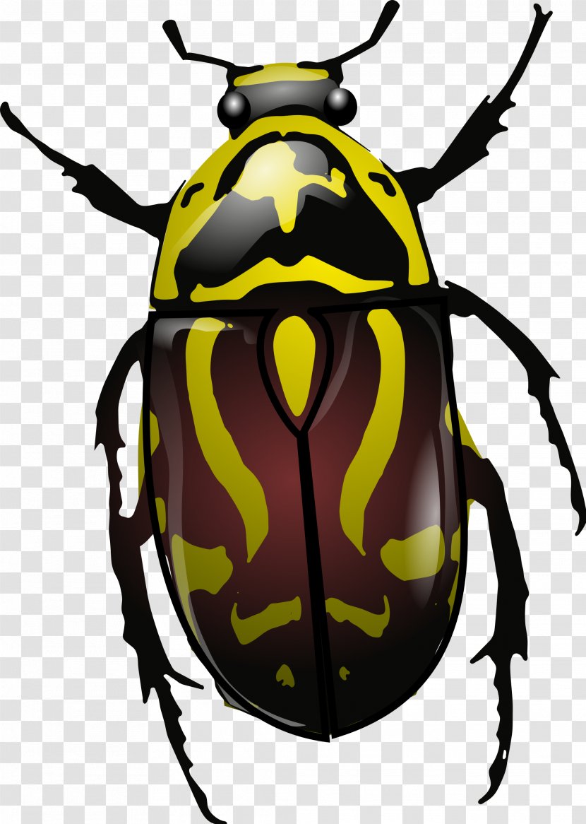 Beetle Eupoecila Australasiae - Insect Transparent PNG
