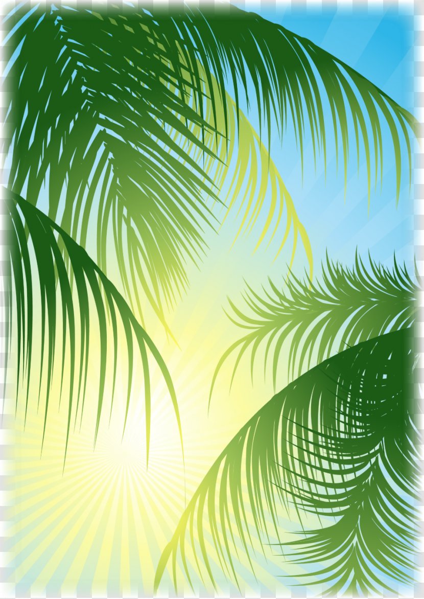 Arecaceae Coconut Water Leaf - Plant - Palm Leaves Transparent PNG