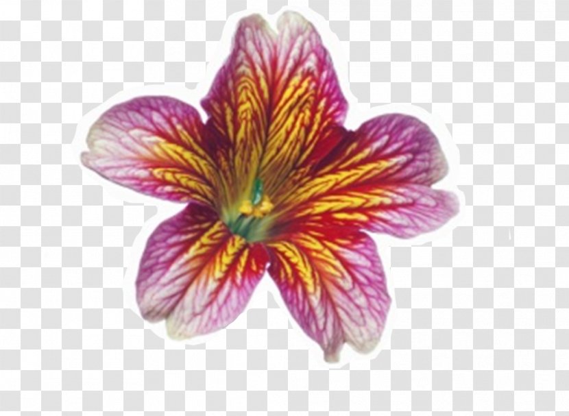 Dicotyledon Monocotyledon Plant Amaryllis Vegetation - Watercolor Flowers Sen Department Transparent PNG