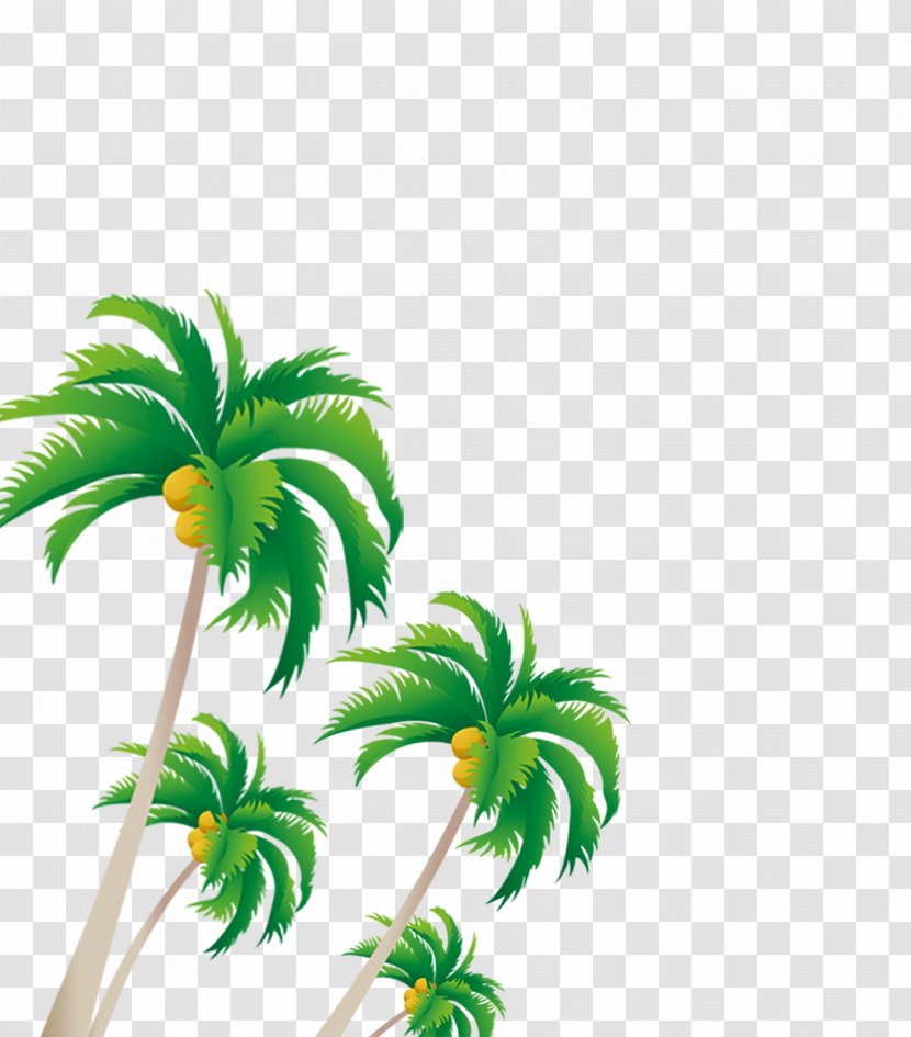 Arecaceae Coconut Tree - Animation - Floating Transparent PNG