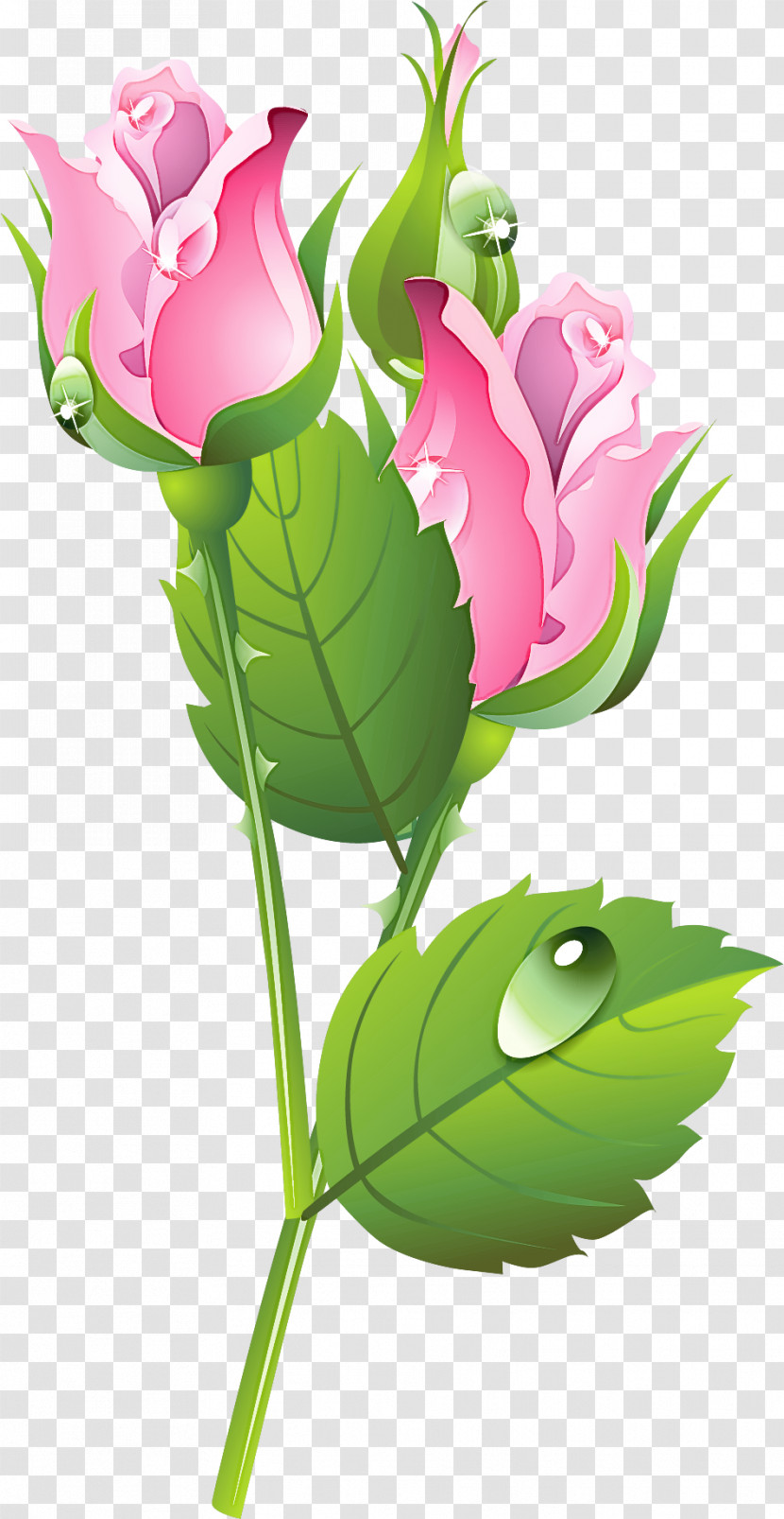 Flower Plant Leaf Cut Flowers Pink Transparent PNG