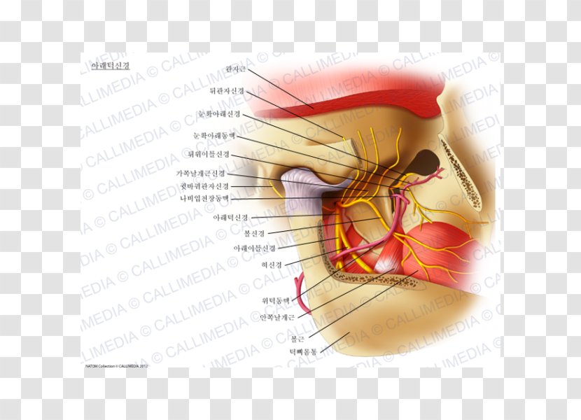 Mandibular Nerve Mandible Inferior Alveolar Lateral Pterygoid Muscle - Frame - Auriculotemporal Transparent PNG