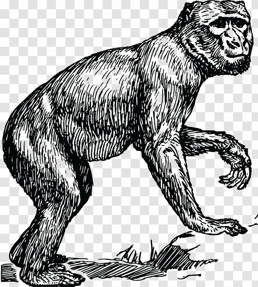 Ape Primate Clip Art Women Gorilla - Mammal Transparent PNG