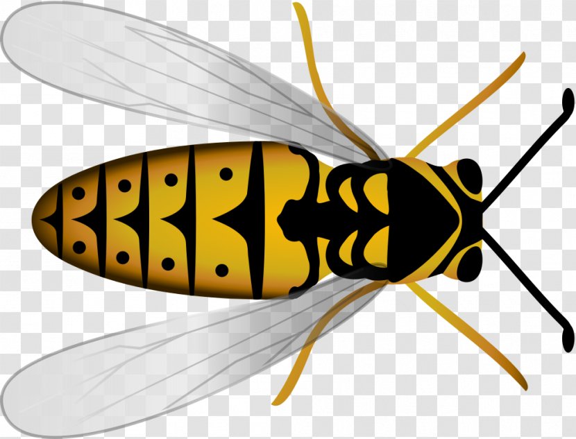 Honey Bee Insect Hornet Beehive - Invertebrate Transparent PNG