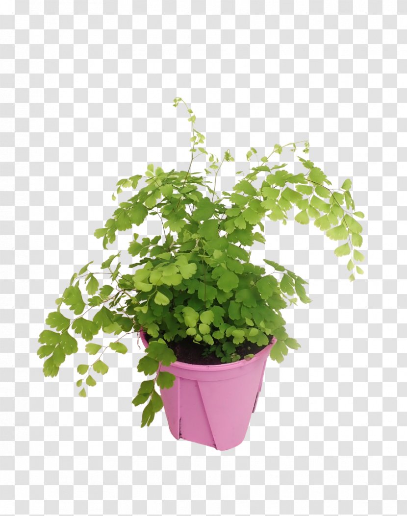 Flowerpot Houseplant Vascular Plant Leaf Fern Transparent PNG