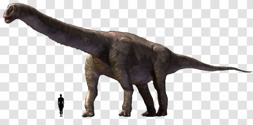 Argentinosaurus Tyrannosaurus Brachiosaurus Camarasaurus Dinosaur - Terrestrial Animal Transparent PNG