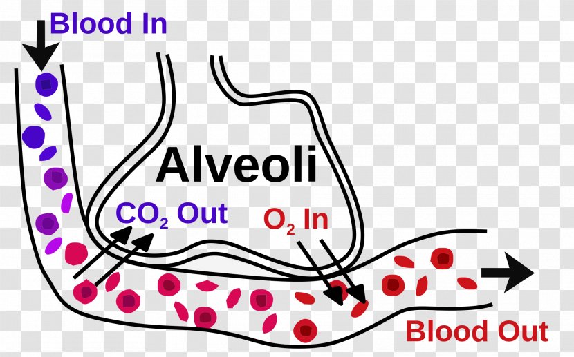 Pulmonary Alveolus Gas Exchange Bronchiole Respiratory System - Logo - Blood Transparent PNG