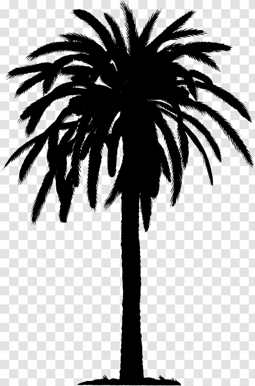 Asian Palmyra Palm Date Trees Silhouette Plant Stem - Woody Transparent PNG