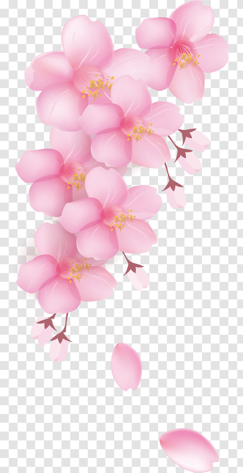 National Cherry Blossom Festival Petal - Animation - Petals Transparent PNG