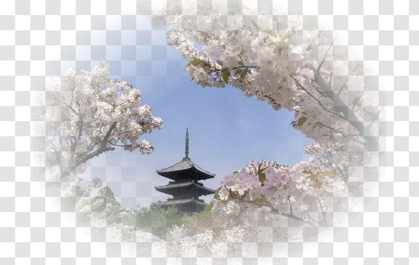 Japan Cherry Blossom Lecture Economique De L'Histoire Du Japon Landscape Hanami - Economy Of Transparent PNG