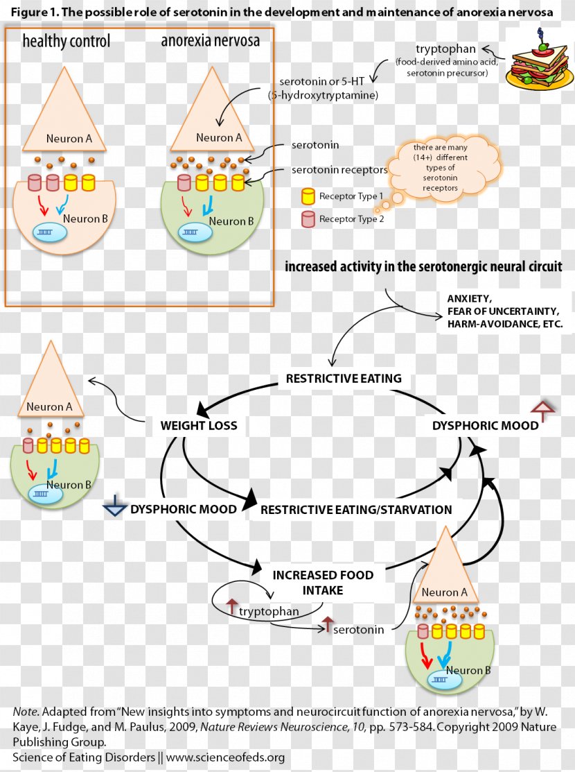 Anorexia Nervosa Serotonin Eating Disorder Disease - Sense Of Connection Transparent PNG