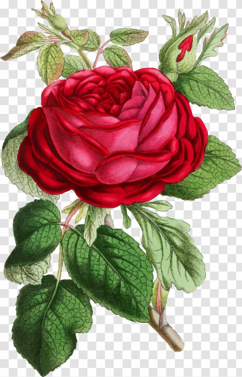 Rosa Gallica Botanical Illustration Flower - Garden Roses - Vintage Flowers Transparent PNG