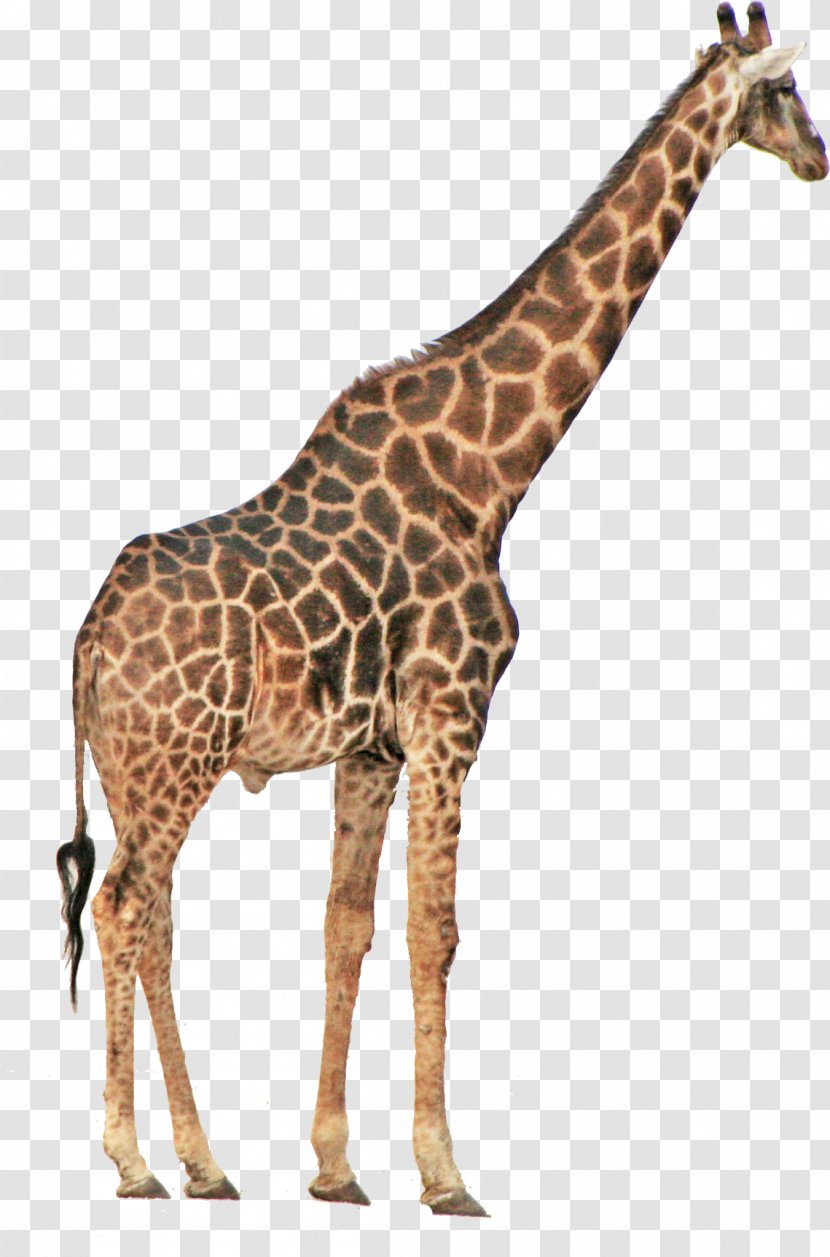 Etosha National Park Northern Giraffe Safari Toy - Neck Transparent PNG