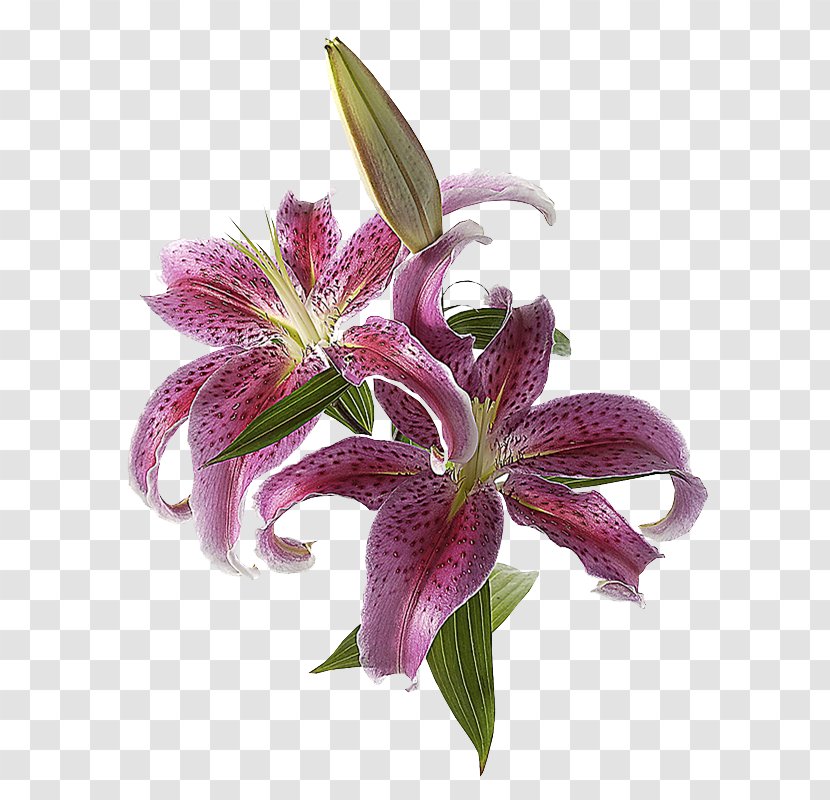 Lilium The Tulip: Story Of A Flower That Has Made Men Mad Clip Art - Daylily Transparent PNG