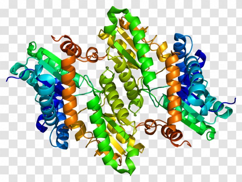 Ferrochelatase Heme Erythropoietic Protoporphyria Enzyme Porphyrin - Biosynthesis - Proteine Transparent PNG