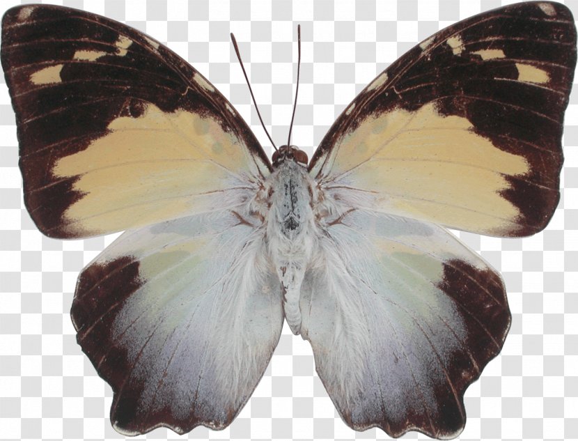 Brush-footed Butterflies Butterfly Stock Photography Pieridae Gossamer-winged Transparent PNG