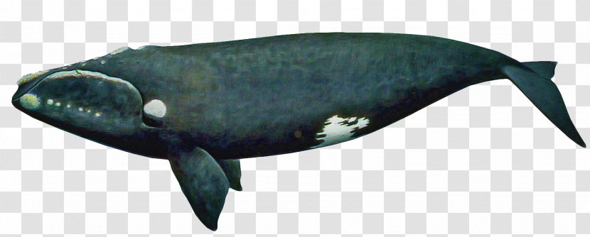 Marine Mammal Fish Cetacea Whale Blue - Bowhead Sperm Transparent PNG