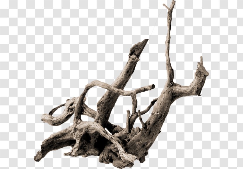 Root Tree Driftwood .de Trunk Transparent PNG