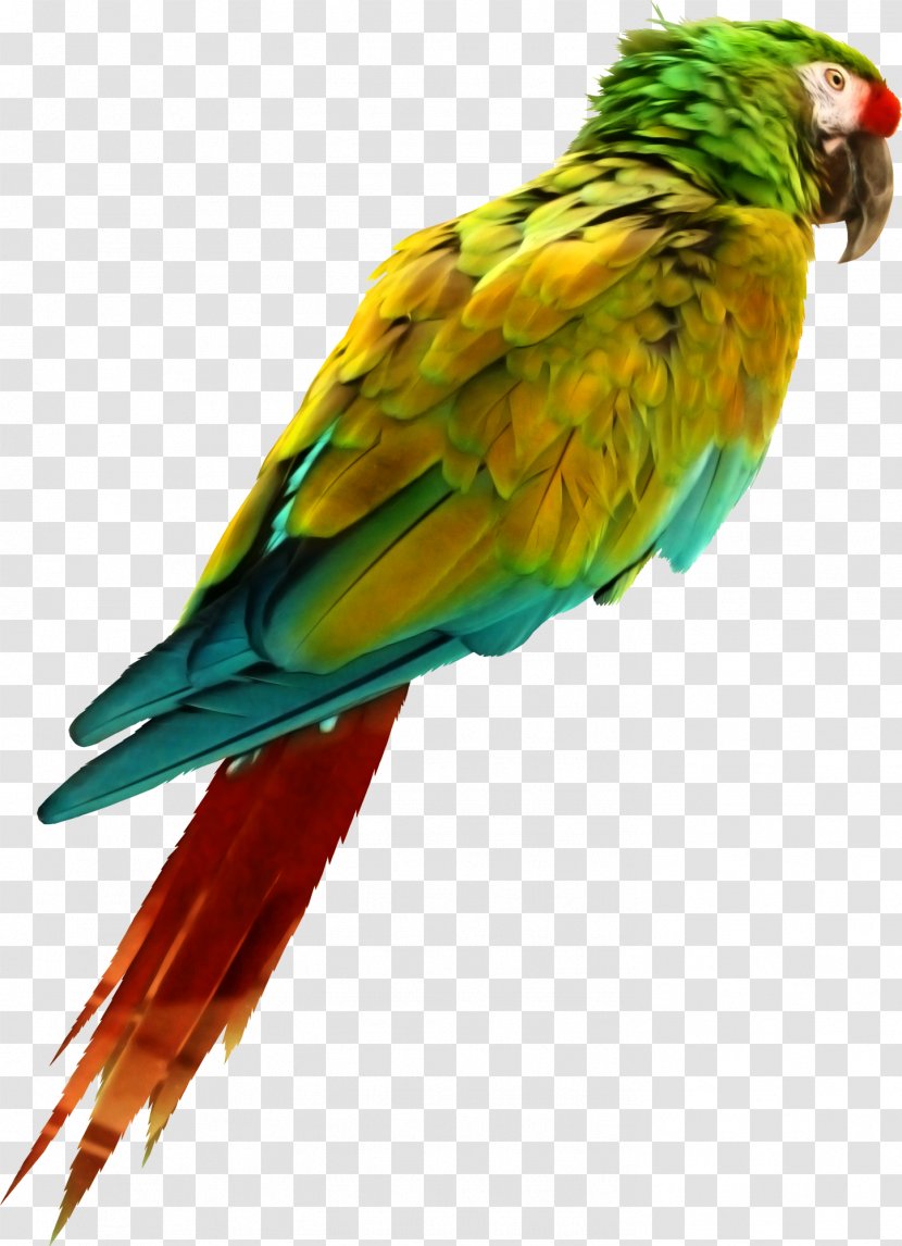 Bird Parrot Perroquet - Wing Transparent PNG